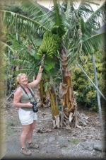 Bananen